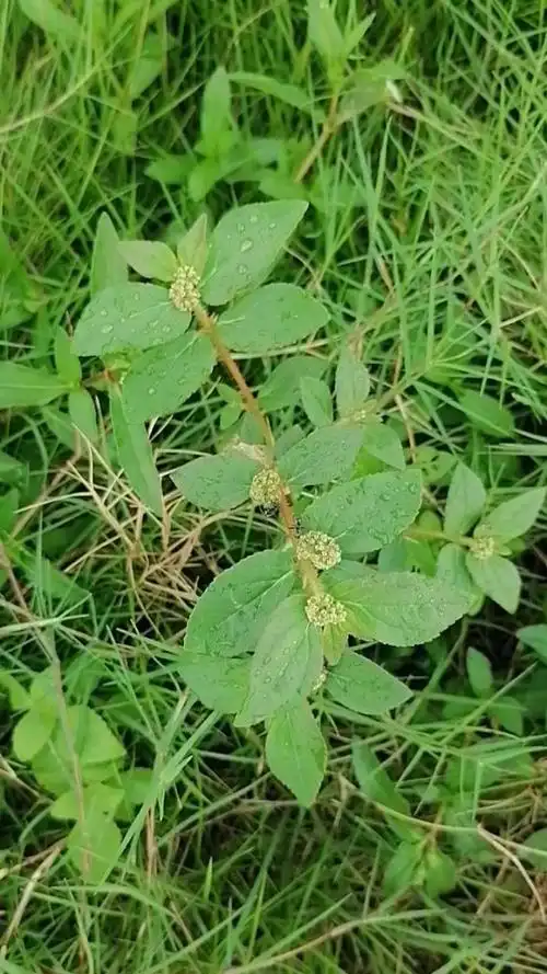 这是一名中草药名字叫(飞扬草)功效是清热解毒  利湿止痒  通乳之攻效