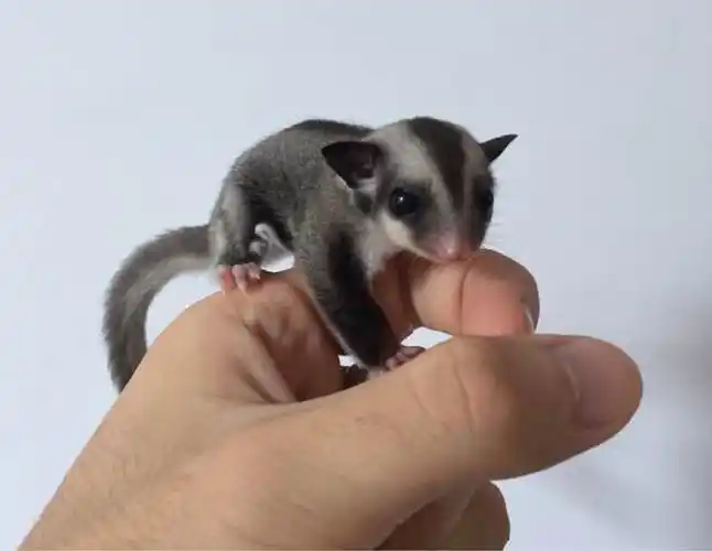 澳洲蜜袋鼯多少钱一只(动物界10种萌物) - 价格百科