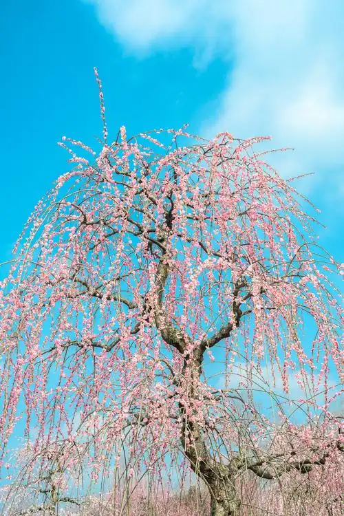 成都问花村垂枝梅