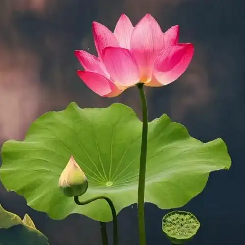 让人过目不忘的头像 高清好看高雅有气质的微信头像图片_微信头像