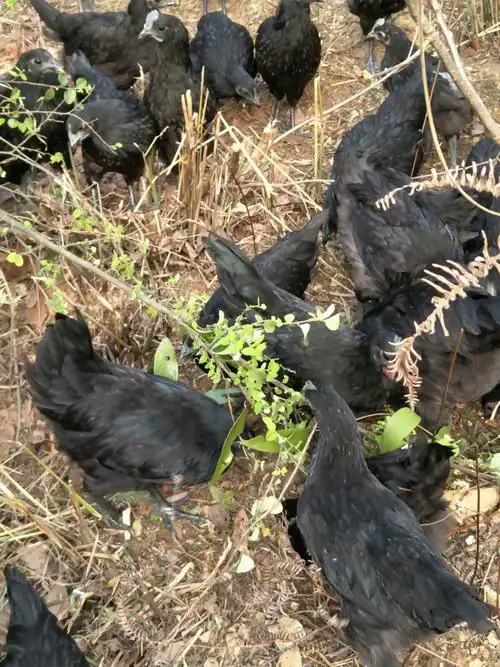 五黑鸡具有黑毛,黑皮,黑肉,黑骨,黑内脏"五黑"特征,鸡蛋为绿壳,具有