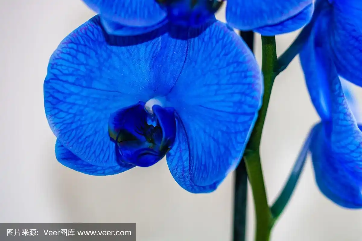 美丽和蓝色娇嫩的兰花蝴蝶兰孤立,细节和近距离的照片.
