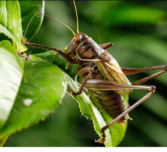 蝈蝈活虫叫声夏季鸣虫活物绿大肚子翡翠平谷铁皮大号山青叫蝈蝈 山青