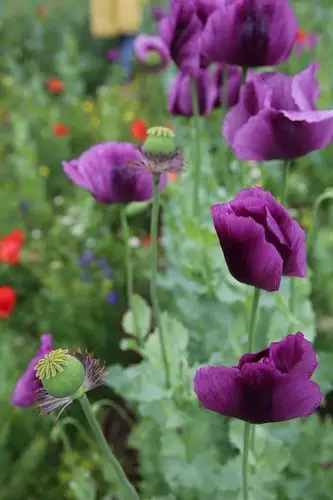 又到了罂粟花开的季节!(原创)