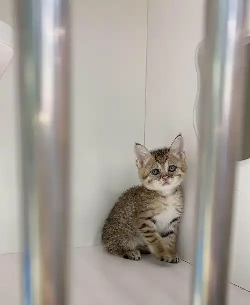 上海英短金渐层串串免费领养