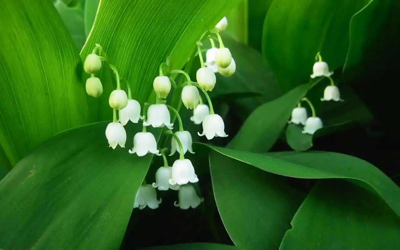 护眼花卉植物精美高清桌面壁纸图片