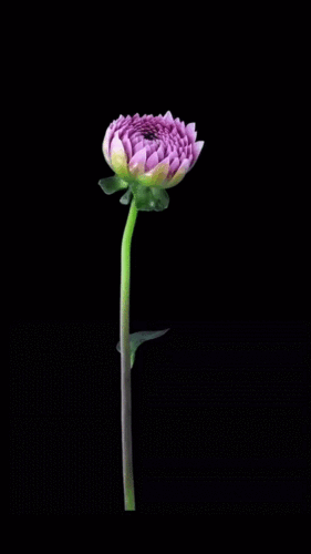 gif花草树木动态图(二)