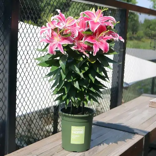 喜阳花卉要养在光照充足之处,否则不容易开花,或者会消苞.21.