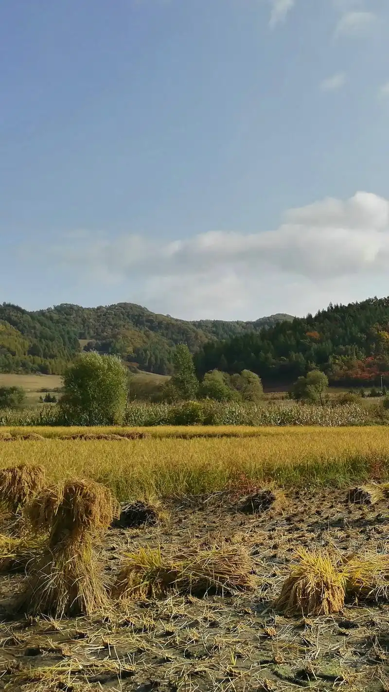 老家东北乡村的秋天色彩,国庆节,中秋节,农民丰收节才是硬核!