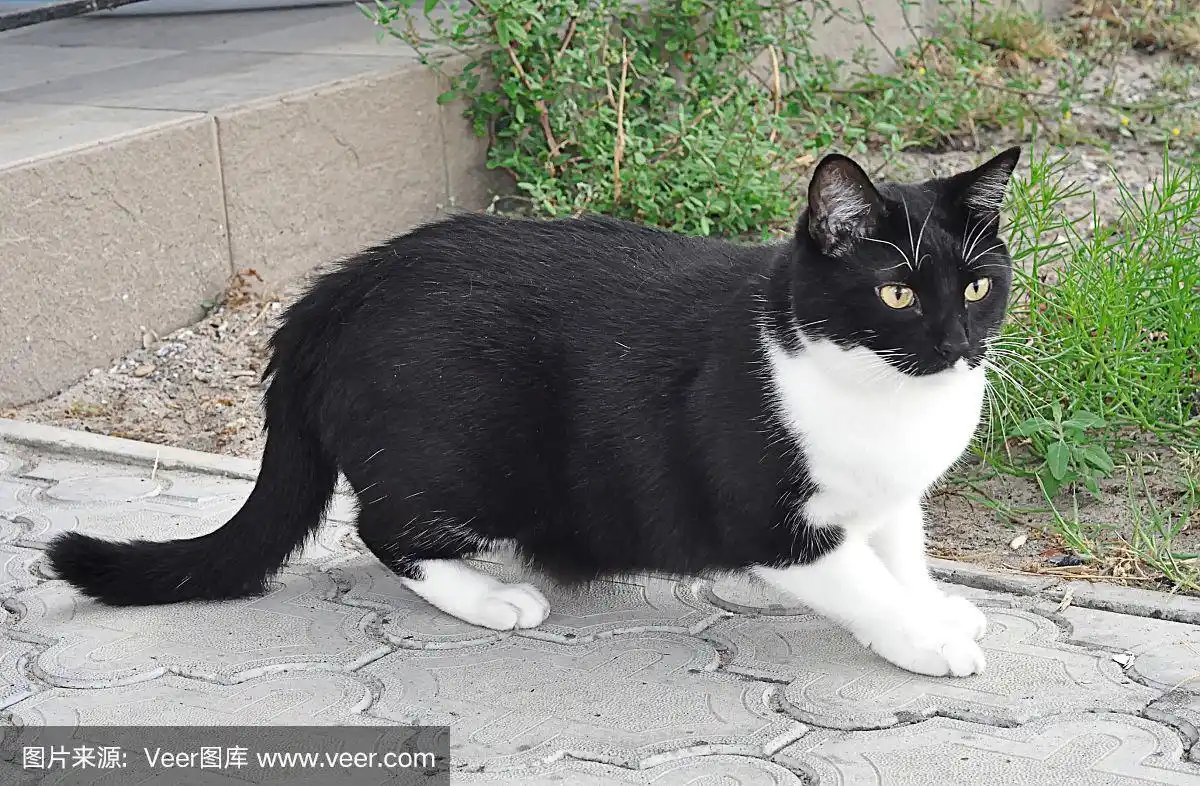 户外的黑白猫