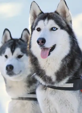 天秤座:天秤座最萌的宠物应该是二哈,哈士的性格多变,有的极端胆小,有