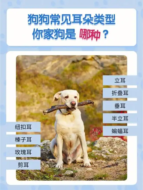 76狗狗常见耳朵类型你家狗是哪种71