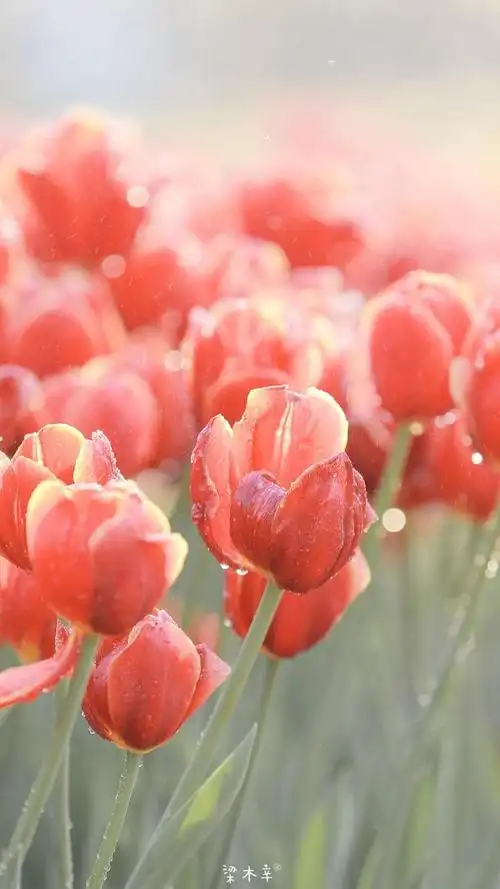 让人突然长大的句子,治愈洒脱,看完心情好多了!