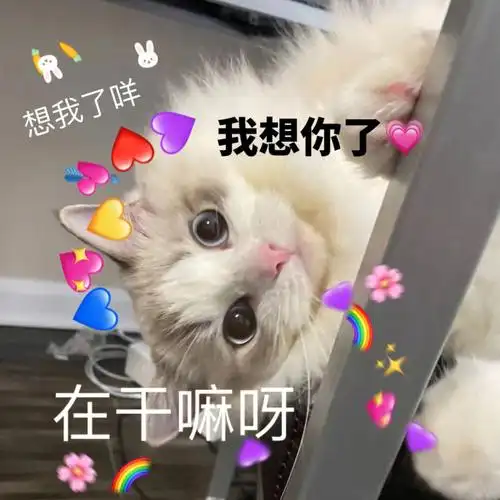 猫咪可爱表情包撒娇专用