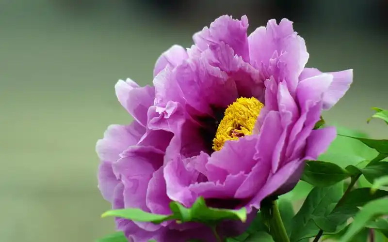 牡丹花美丽春天风景宽屏桌面壁纸