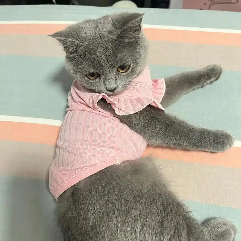 寻猫启事 英短蓝猫.今天是你走丢的第七天了 要记得早点回家 - 抖音