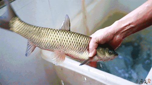 红谷滩红谷八路上第一家老牌烧烤店,居然有好吃到哭的石锅鱼!