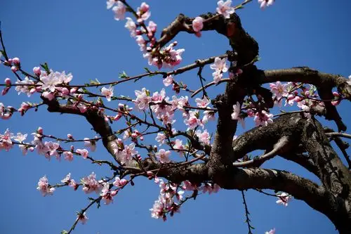 春天到来桃花盛开