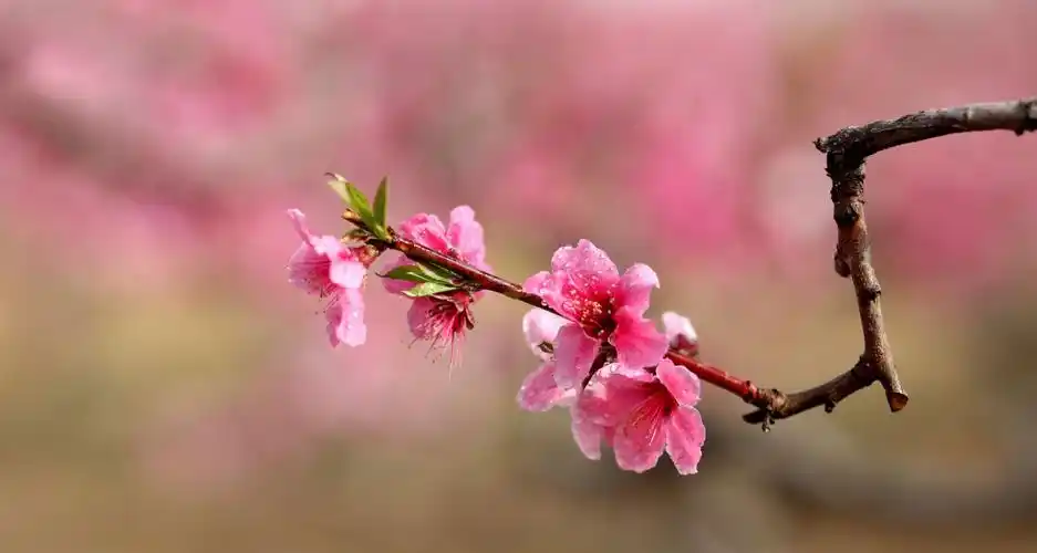 桃花源里拍桃花 摄影:于宝华 2019.4.18