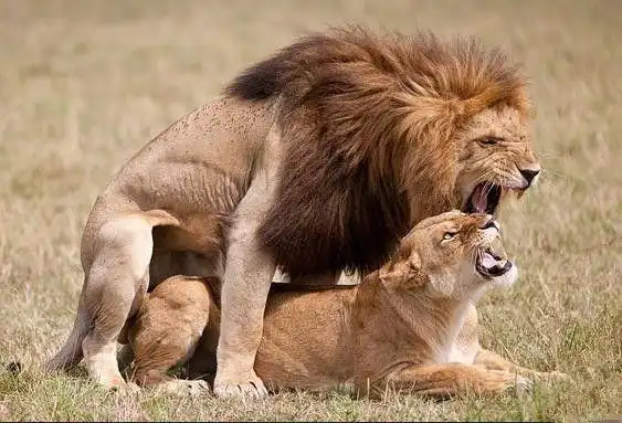 关于狮子的一些小知识公狮一天可以交配百次以上