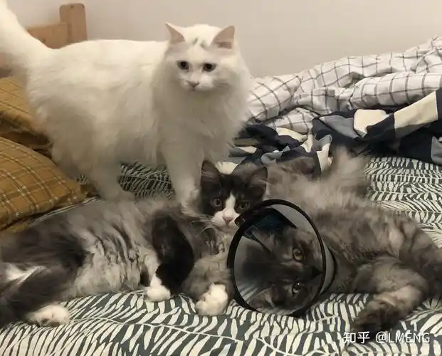 英短和土猫串串的宝宝长大了是什么样? - 知乎