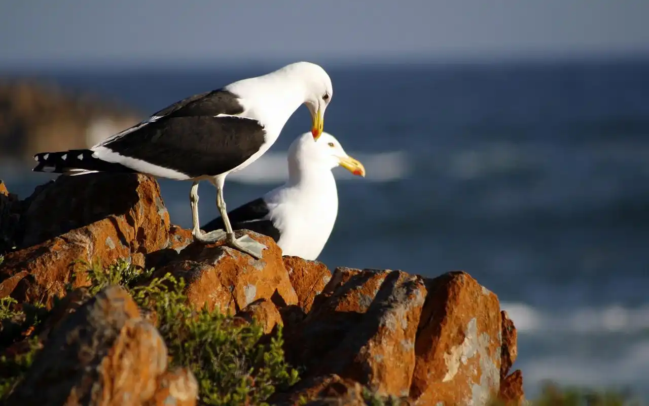 大海中的海鸥图片高清桌面壁纸