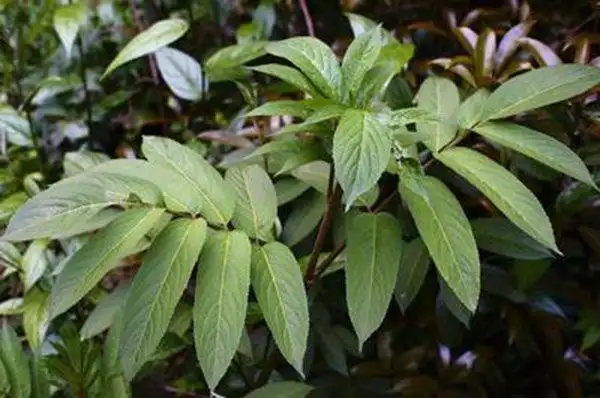 接骨草别名:白龙骨,冷坑兰,冷坑青,猢狲接竹,痱痒草,血和山,乌骨麻