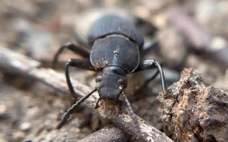 在野外找到一只大麦虫