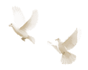 300_240gif 动态图 动图