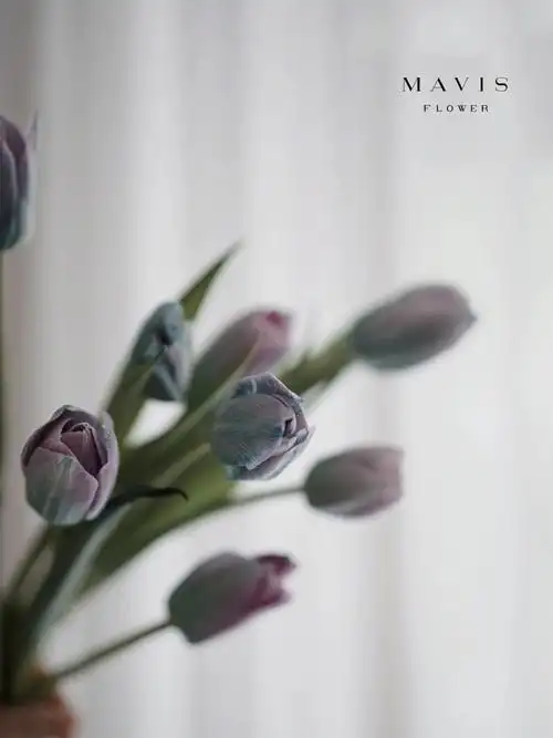 花材分享蓝紫色染色郁金香