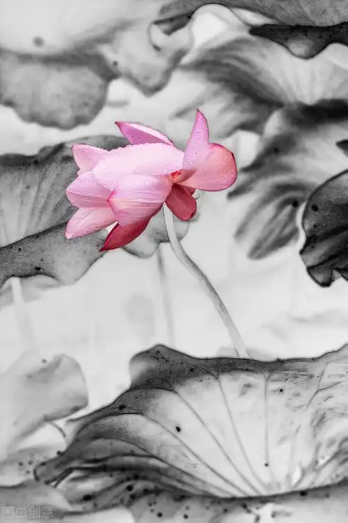 禅意静心唯美意境,古风仙仙荷韵写意之美