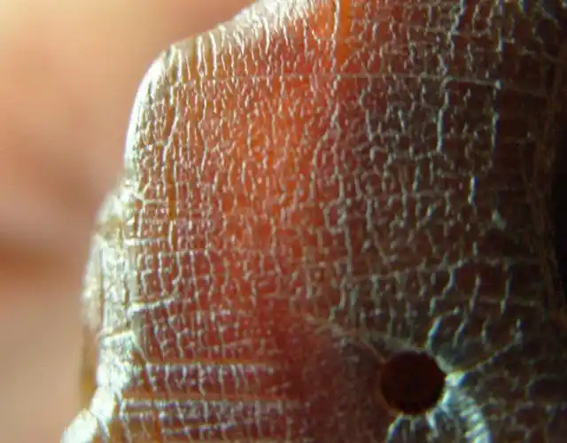 明代 苏门答腊犀角 雕秋山居士图摆件