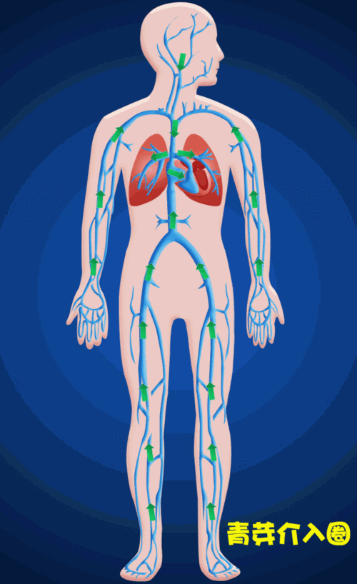"青筋"就是浅静脉,而深静脉位置很深,血液就是通过深静脉最终到达心脏