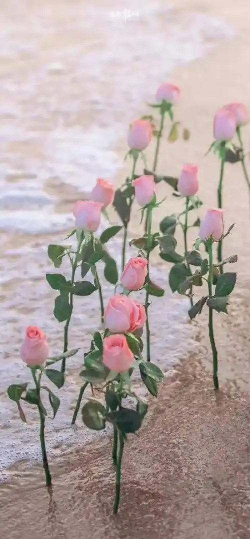 壁纸氛围感小众ins风锁屏高清