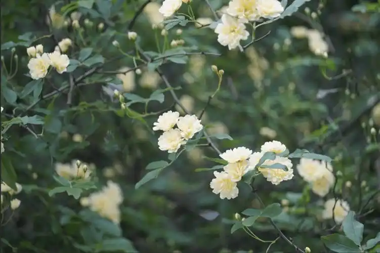 遂宁『七里香』打卡宝地,在这里→_瀑布_香花_枝条