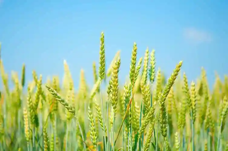 小麦高清壁纸