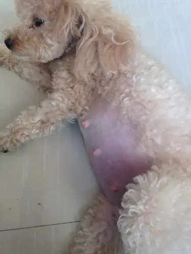 狗狗怀孕51天的大肚子,估计有几个宝宝啊?复制粘贴的别来答!