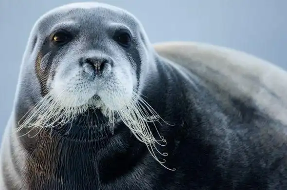 海豹,海狮,海狗有什么区别? - 知乎