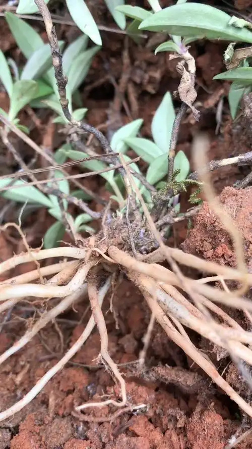 龙胆草,小苦草,确实苦