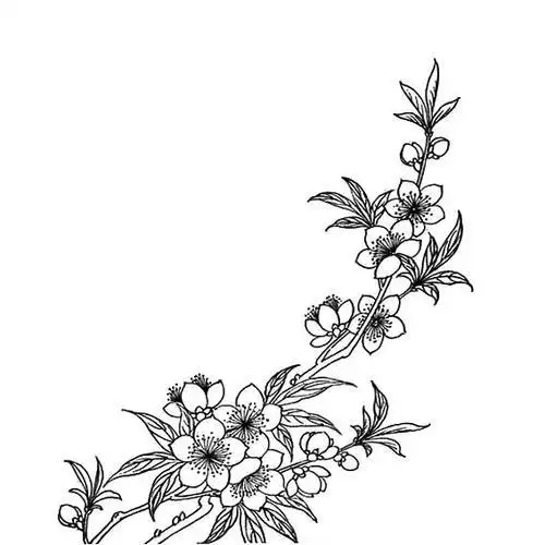 植物写生简笔画桃花