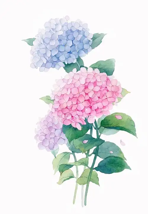 水彩手绘 绣球花