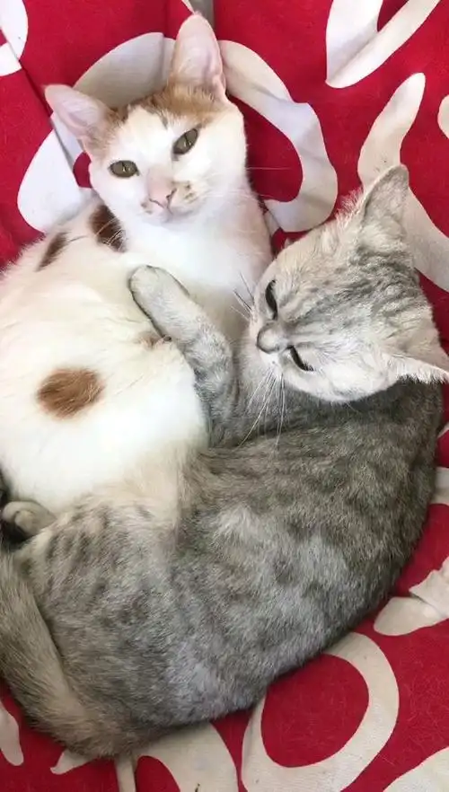 好恩爱的一对猫咪!