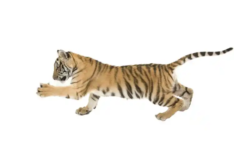 调皮的老虎图片720x1280分辨率下载,调皮的老虎图片,图片,壁纸,动物