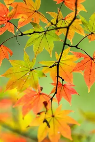 秋天,枫叶,树枝,自然 iphone 壁纸