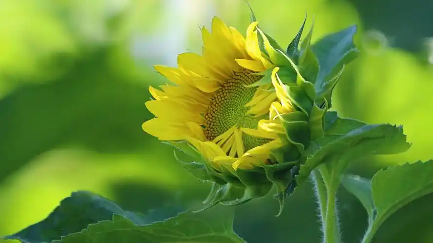 大自然清新唯美风景电脑桌面壁纸