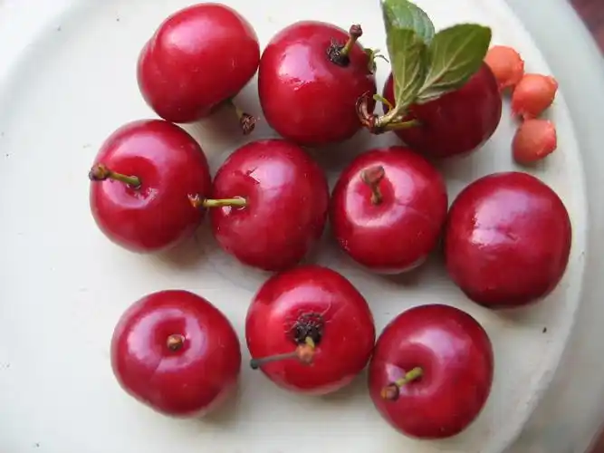 欧李资源开发欢迎东西南北中加盟