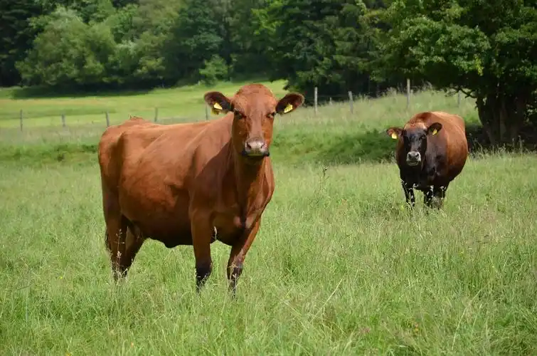 山坡上的几只好客的牛.