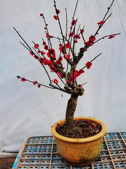 一物朱砂型红梅大红砂型朱砂一拍红须乌梅品种花卉