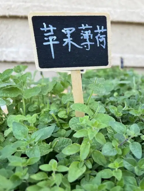 你知道薄荷有这么多品种吗