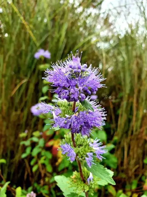 美艳绽放的兰香草